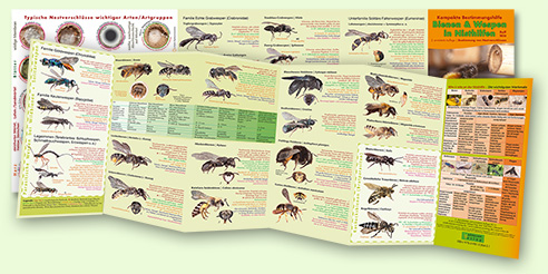 Wildbienen-flyer-web492